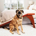 Pet Ramp J269444
