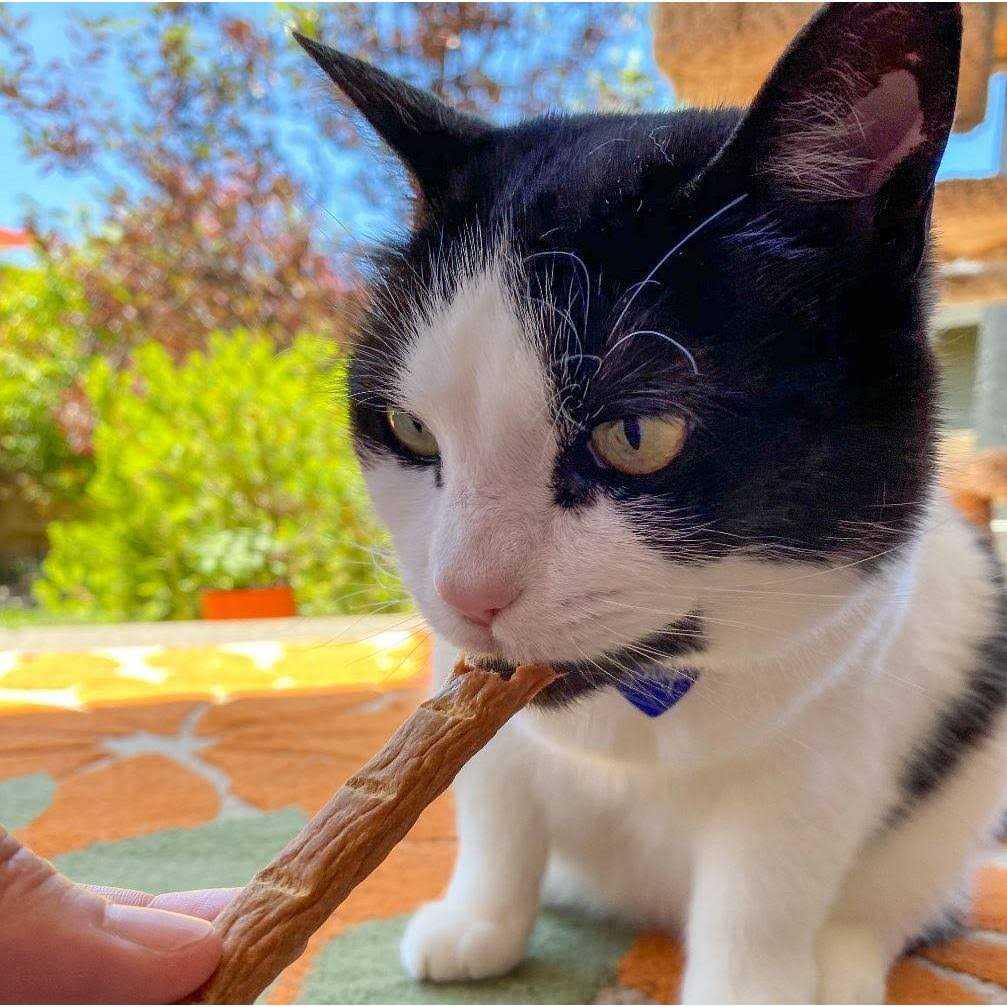 Chicken Cat Treats W1420