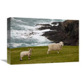 Sheep & Lamb Art Print U50660