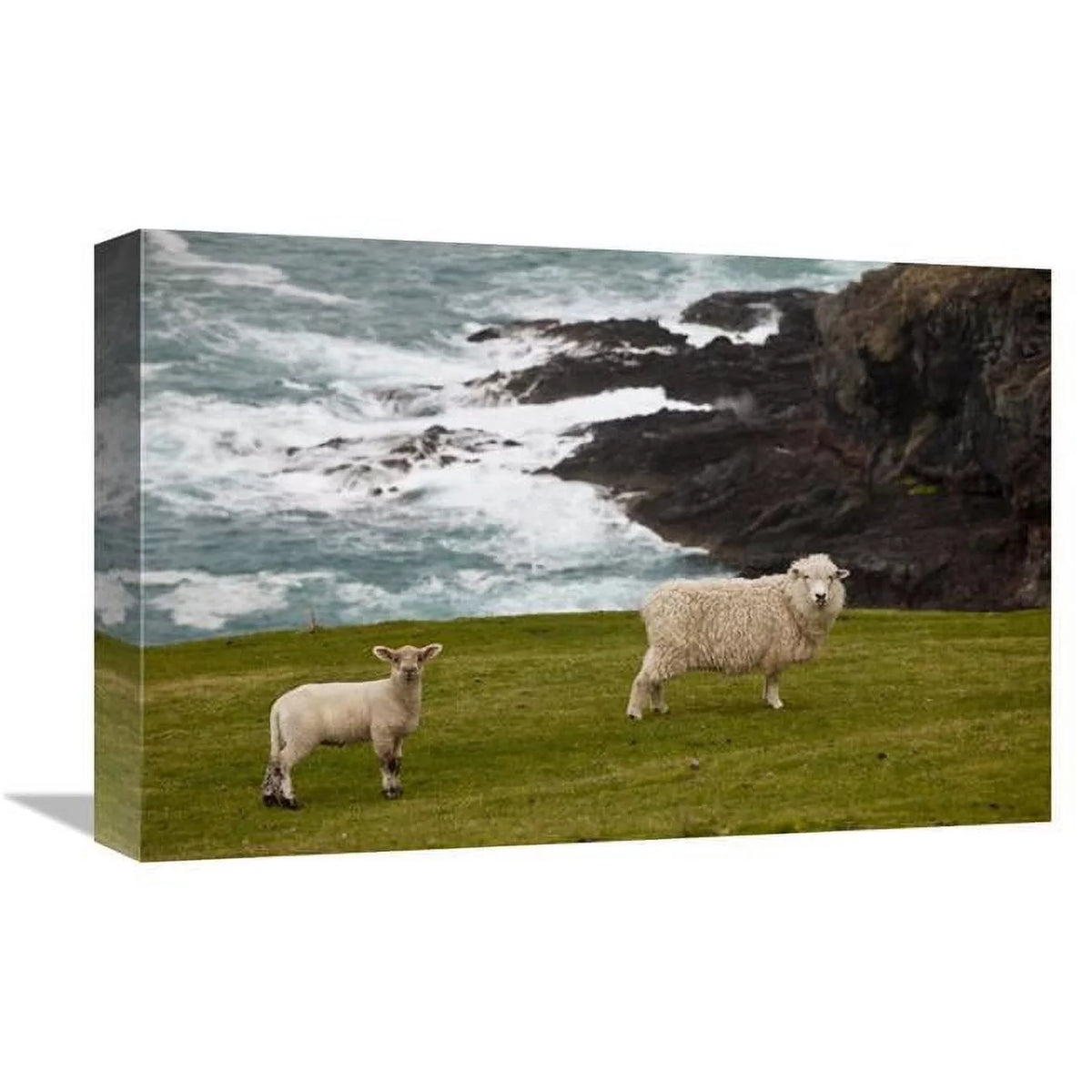 Sheep & Lamb Art Print U50660