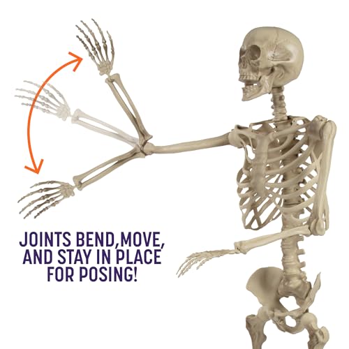 Life Size Posable Skeleton 2 Pack I28557