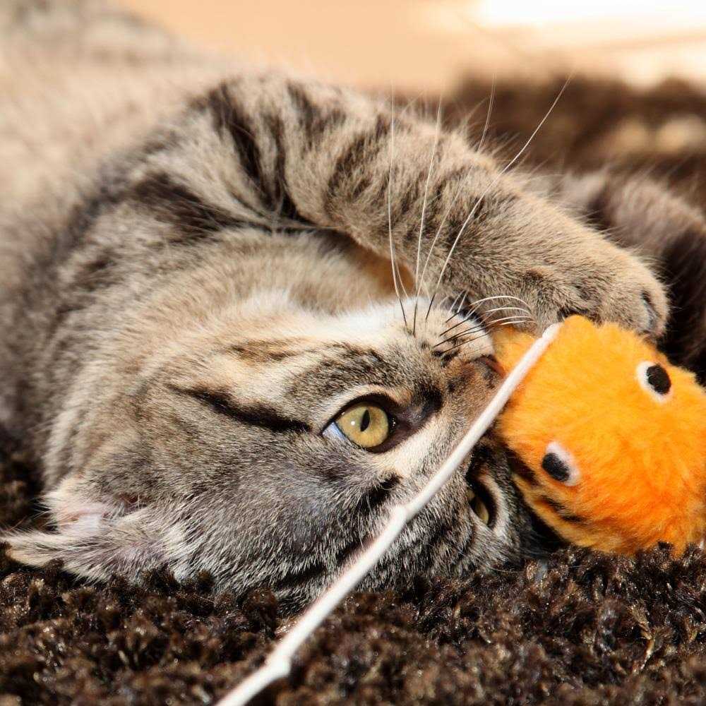 Foldable Cat Activity Center J147