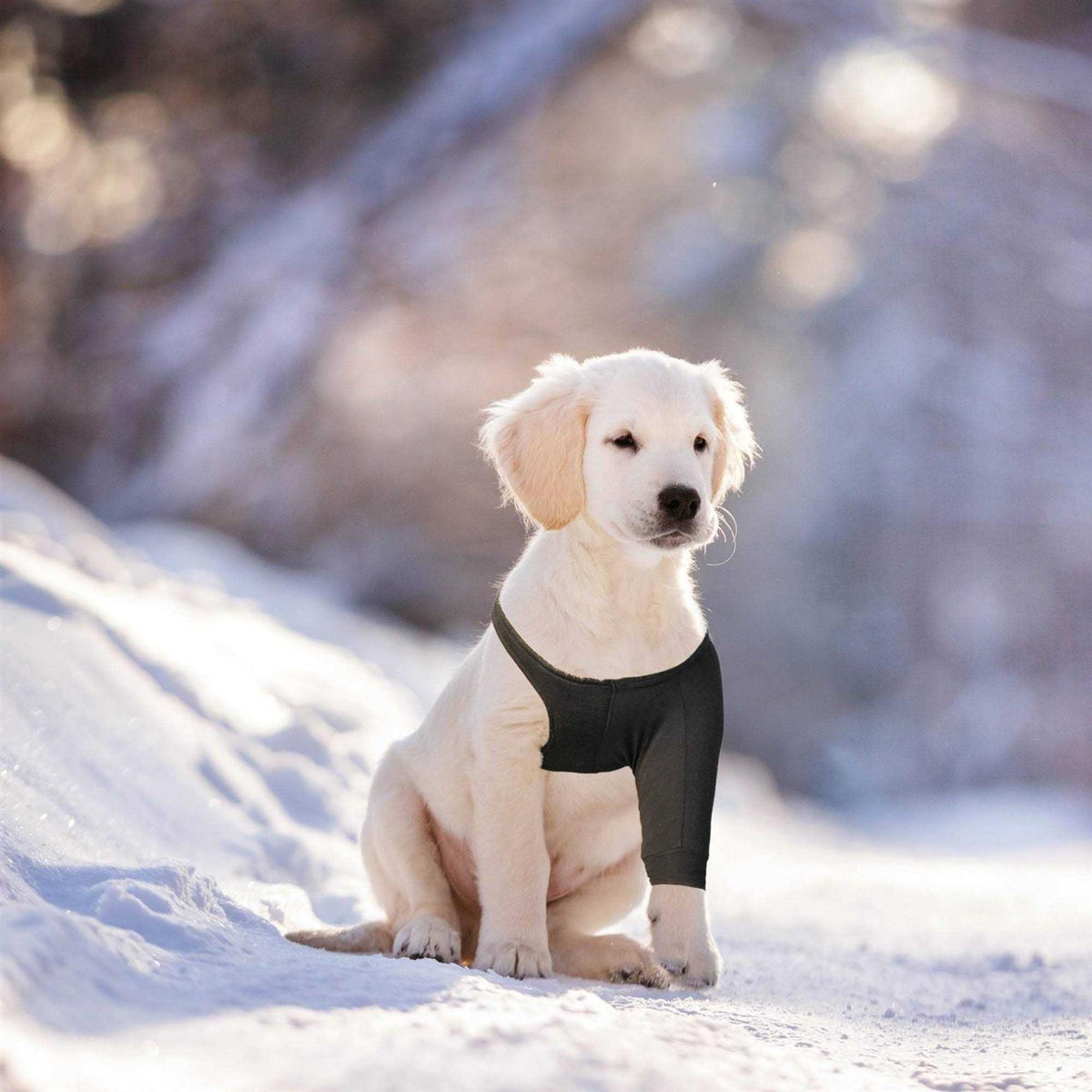Dog Recovery Sleeve V520223