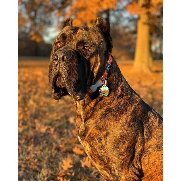 Enamel Pet ID Tag B142713