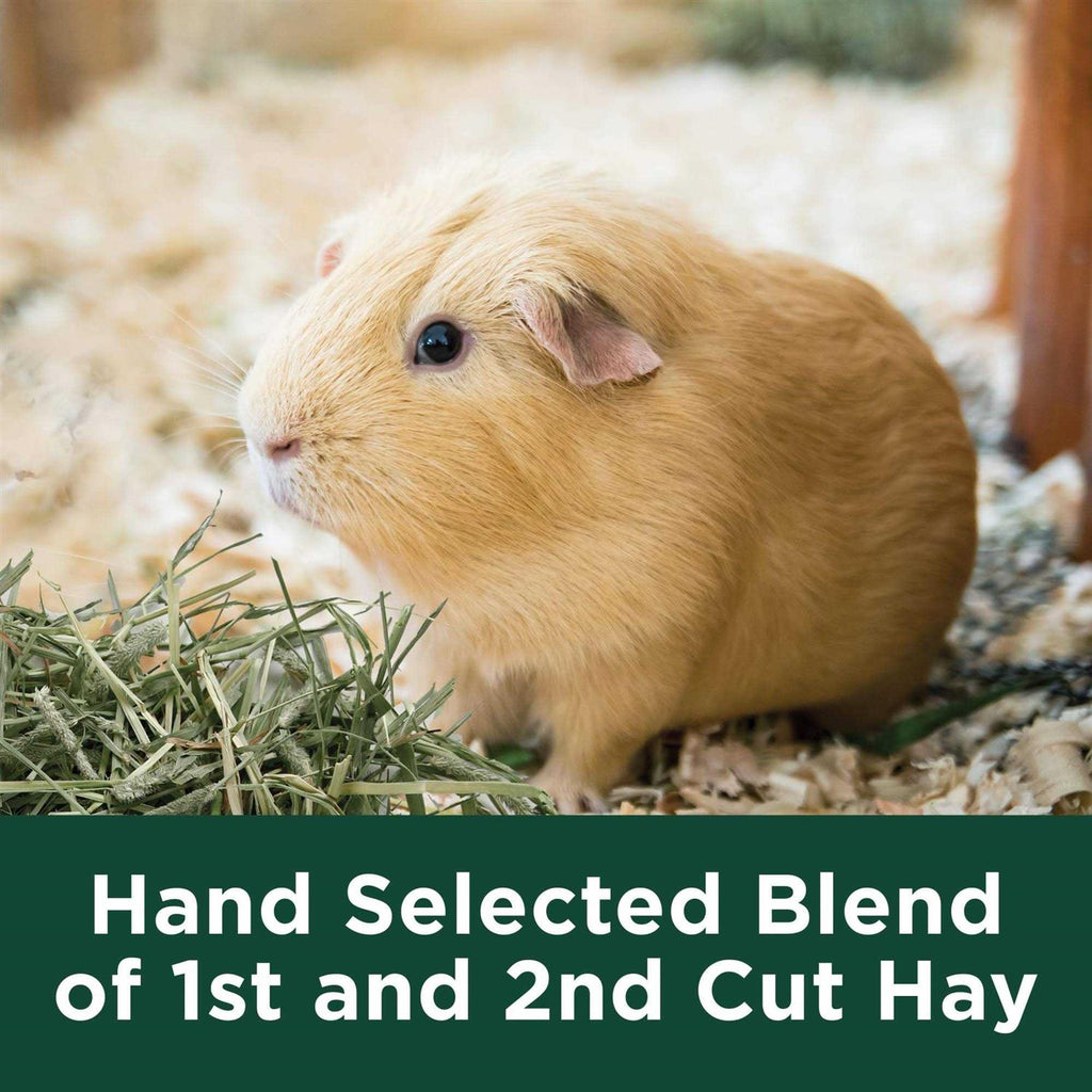 Natural Timothy Hay I639767