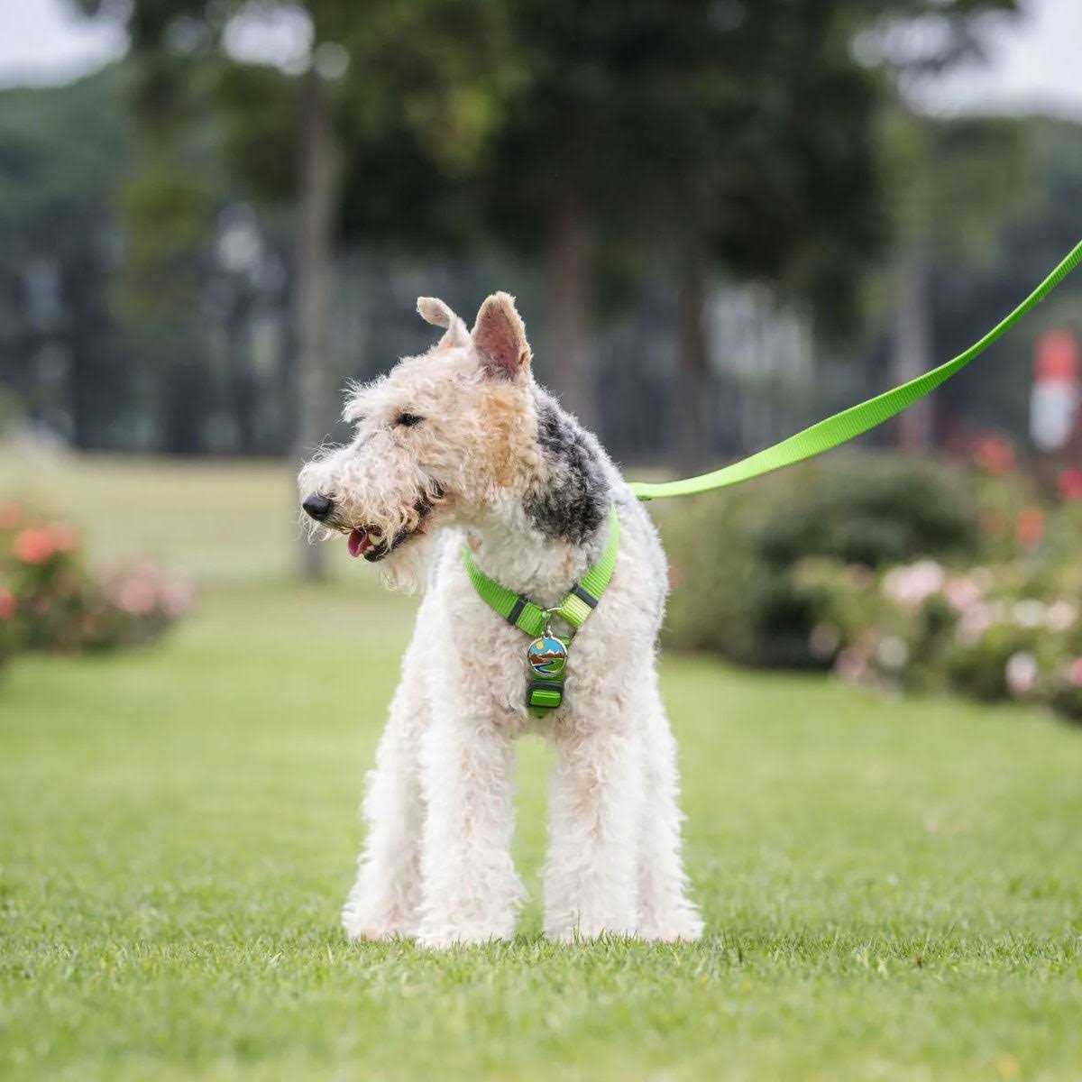 Enamel Pet ID Tag B142713