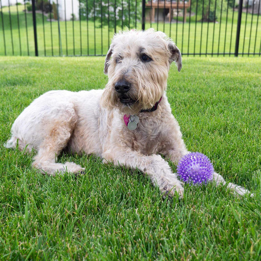 Squeaker Ball Dog Toy N462154