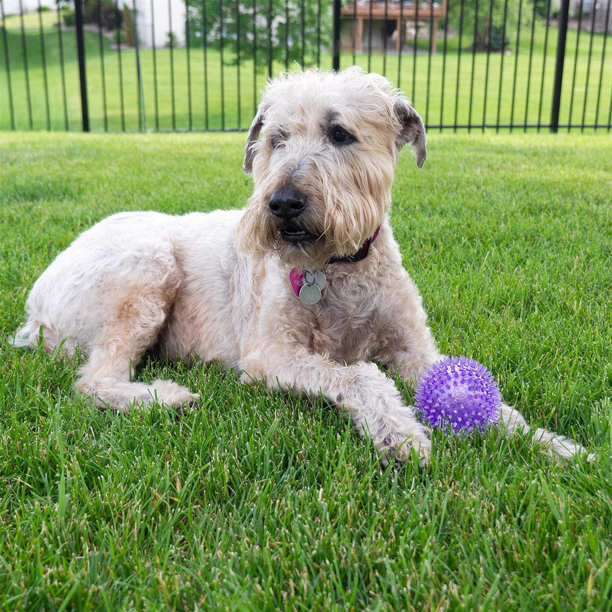 Squeaker Ball Dog Toy N462154