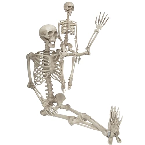 Life Size Posable Skeleton 2 Pack I28557