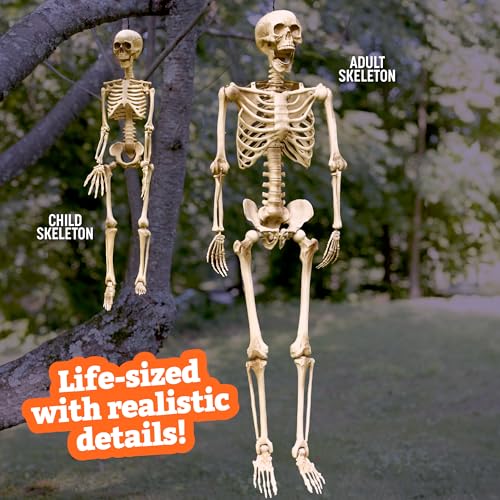 Life Size Posable Skeleton 2 Pack I28557