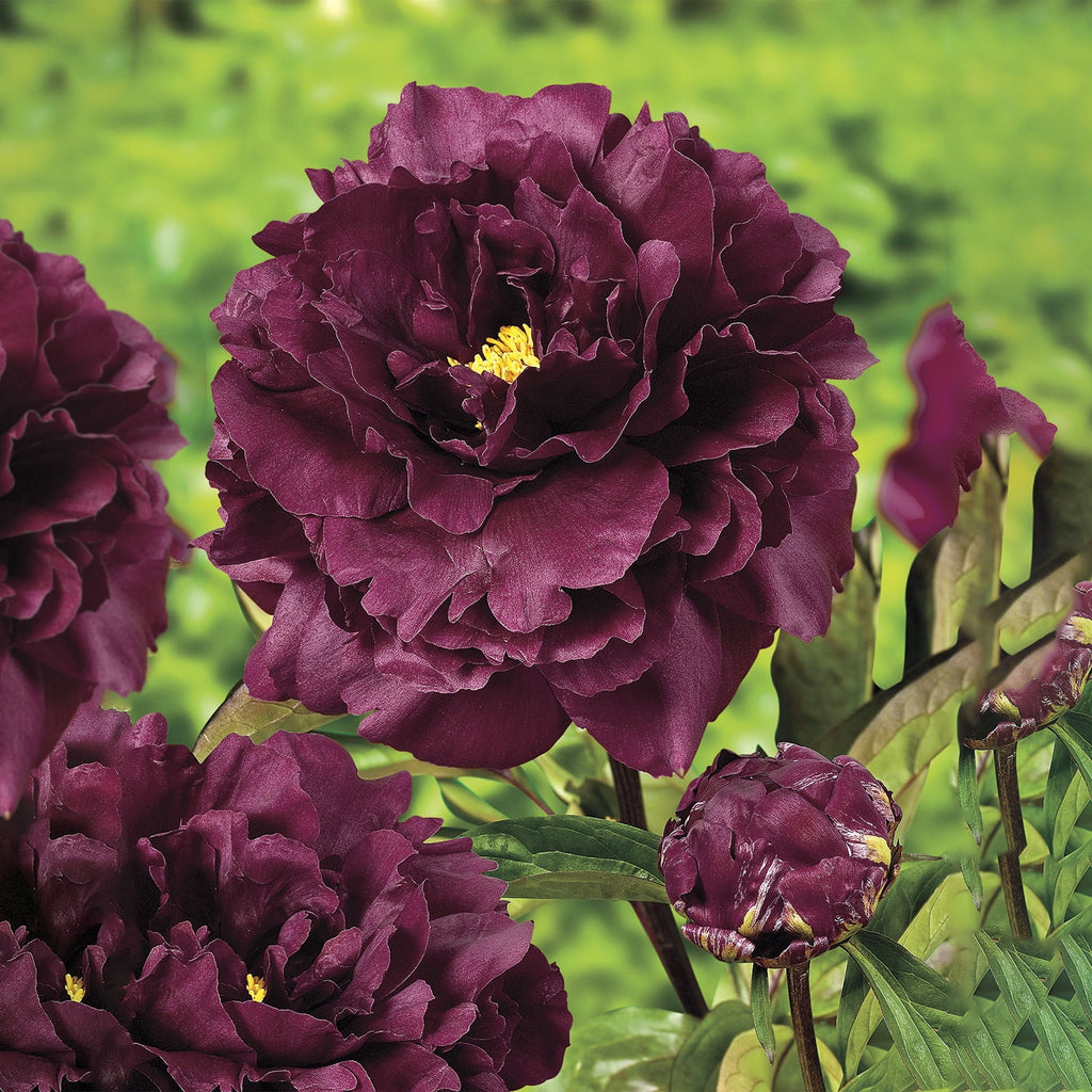Black Peony Bare Root Perennial Plants 3-Pack O96888