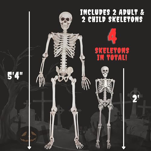 Life Size Posable Skeleton 2 Pack I28557