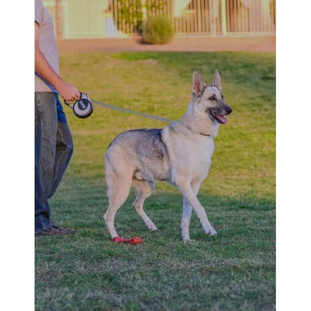 Retractable Dog Leash J459379