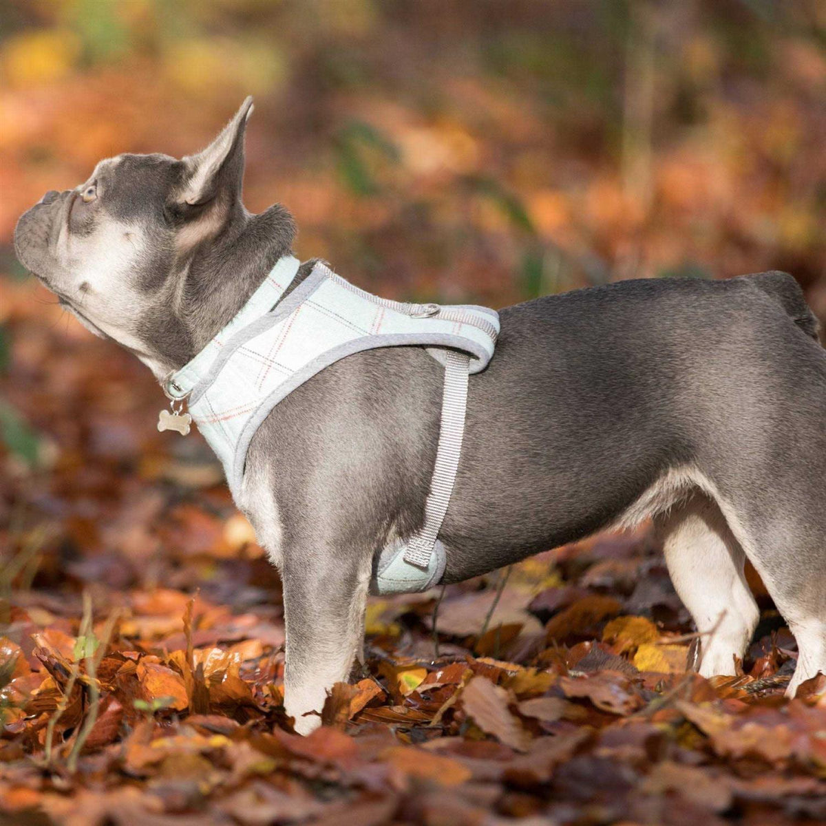 Tweed Dog Harness Vest U555